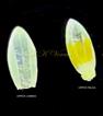  Upper floret - Upper lemma and uppper palea 